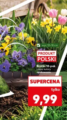 Bratki różne kolory promocja w Kaufland