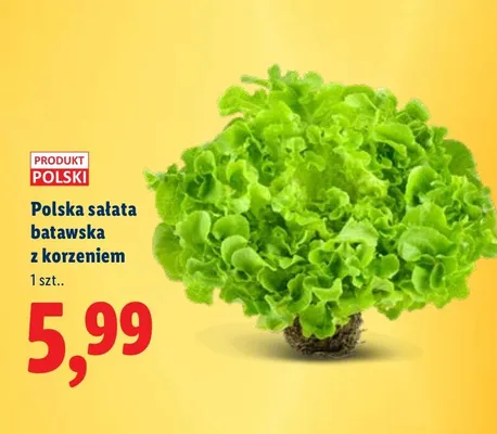 Sałata batawska z korzeniem promocja w Lidl