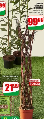 Kora sosnowa promocja w Dino