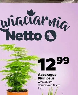 Asparagus Plumosus promocja w Netto