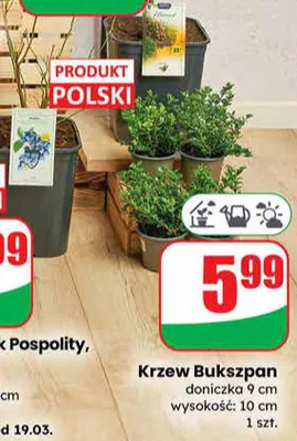 Krzew Lilak Pospolity, borówka doniczka C6 wysokość: 40 cm promocja w Dino