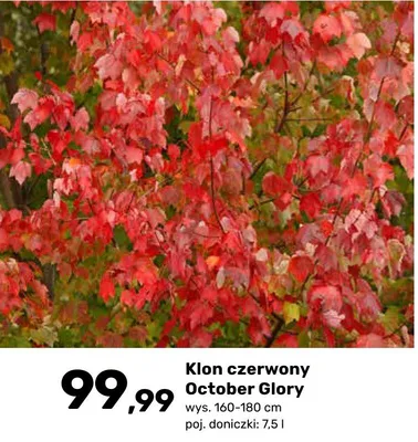 Klon czerwony October Glory promocja w Bricomarche