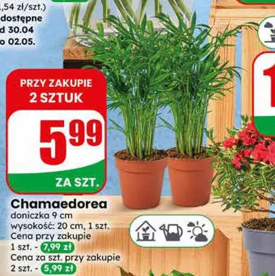 Chamaedorea doniczka 9cm wysokość 20cm promocja w Dino