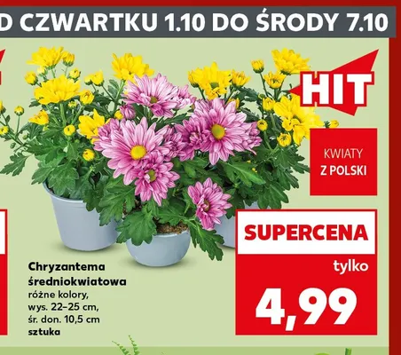 Chryzantema średniokwiatowa promocja w Kaufland