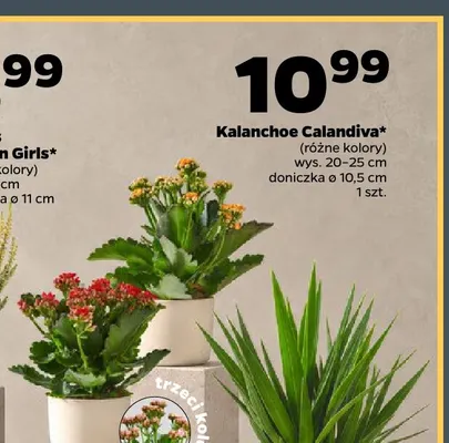 Kalanchoe Calandiva promocja w Netto