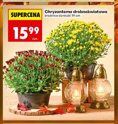 Chryzantema drobnokwiatowa promocja w Biedronka