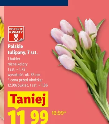 Polskie tulipany wys. ok. 35cm promocja w Lidl