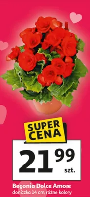 Begonia Dolce Amore doniczka 14 cm różne kolory promocja w Auchan
