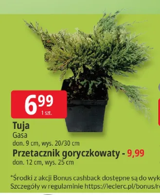 Przetacznik goryczkowaty Gasa promocja w Leclerc