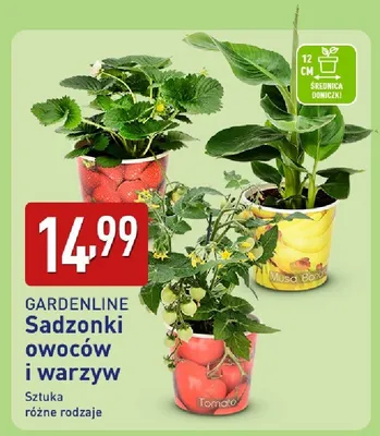 Sadzonki owoców i warzyw promocja w Aldi