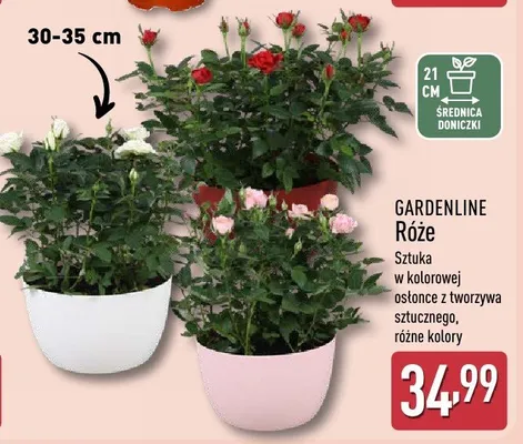 Róże sztuka w kolorowej osłonce z tworzywa sztucznego, różne kolory promocja w Aldi