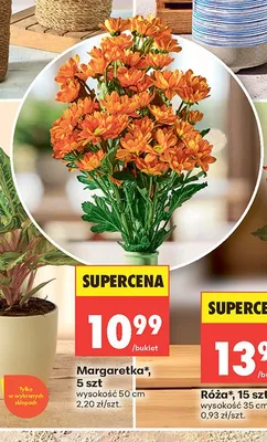 Margaretka wysokość 50cm promocja w Biedronka