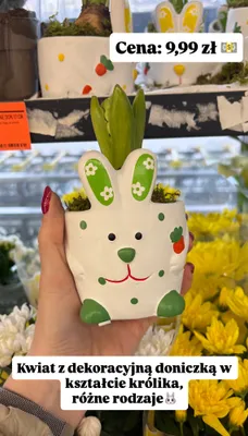 Kwiat z dekoracyjną doniczką w kształcie królika promocja w Biedronka