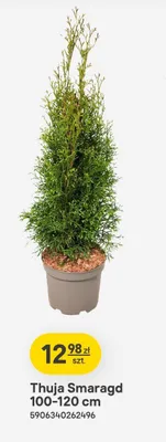 Thuja Smaragd 100-120 cm promocja w Castorama