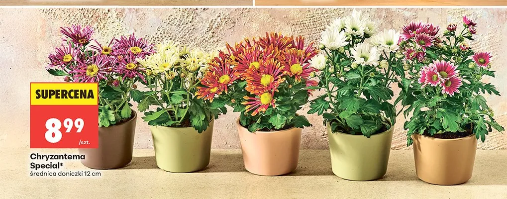 Chryzantema Special średnica doniczki 12cm promocja w Biedronka