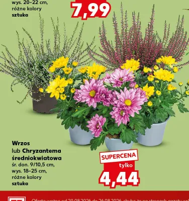 Wrzos promocja w Kaufland