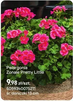 Pelargonia Zonale Pretty Little promocja w Castorama