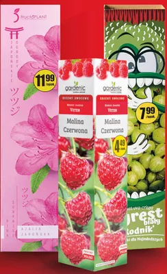 Azalia japońska FructoPLANT promocja w Biedronka