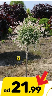 Wierzba odmiana Hakuro-Nishiki promocja w Bricomarche