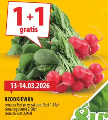 Rzodkiewka promocja w Arhelan