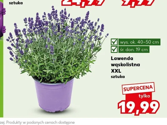 Lawenda wąskolistna XXL promocja w Kaufland