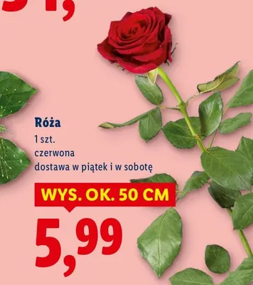 Róża czerwona promocja w Lidl