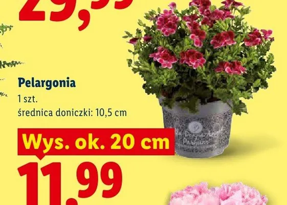 Pelargonia promocja w Lidl