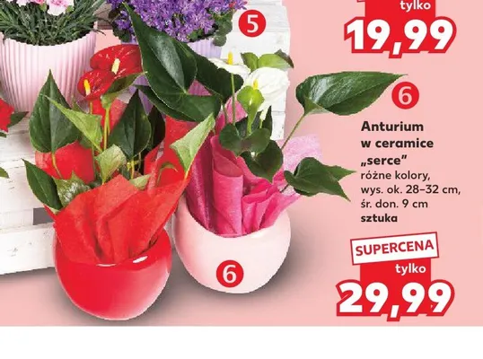 Anturium w ceramice serce wys. ok. 28-32cm śr. don. 9cm promocja w Kaufland