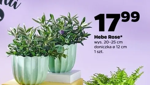 Hebe Rose promocja w Netto