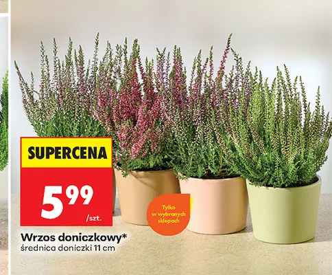 Wrzos doniczkowy promocja w Biedronka