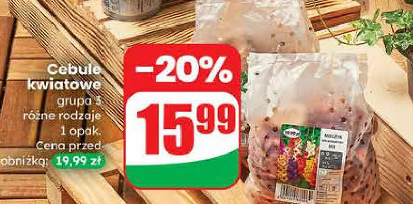 Cebule kwiatowe grupa 3 różne rodzaje  promocja w Dino