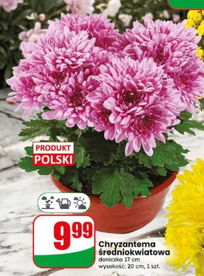 Chryzantema średniokwiatowa doniczka 17 cm promocja w Dino