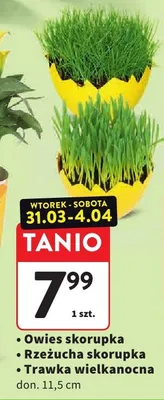 Owies skorupka zielona skorupka złota trawa wielkanocna promocja w Intermarche