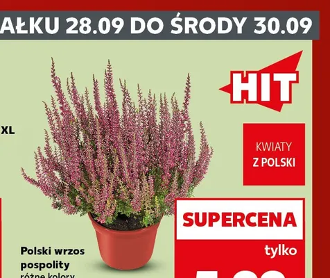 Polski wrzos pospolity promocja w Kaufland