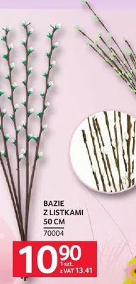 Bazie z listkami 50 cm promocja w Selgros