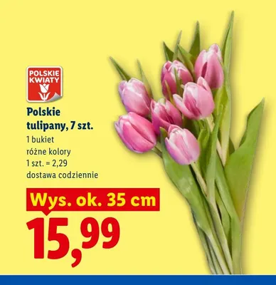 Polskie tulipany 7 szt. promocja w Lidl