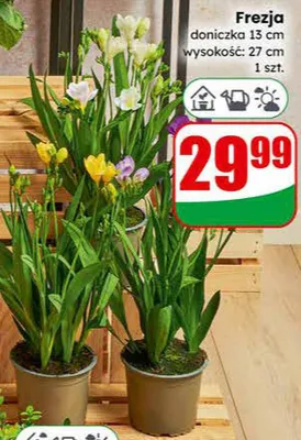 Frezia promocja w Dino