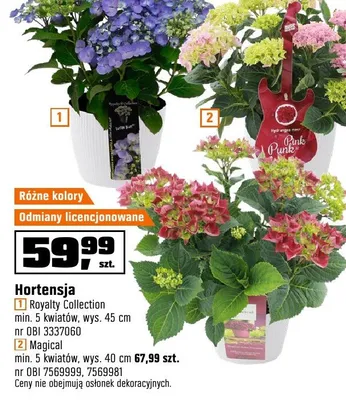 Hortensja Magical min. 5 kwiatów wys. 40cm promocja w OBI