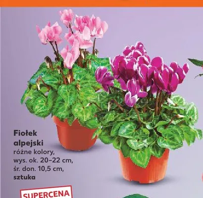 Fiołek alpejski promocja w Kaufland