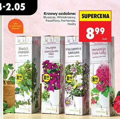 Krzew ozdobny Powojnik Warszawska Nike Gartenland promocja w Biedronka