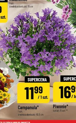 Campanula promocja w POLOmarket