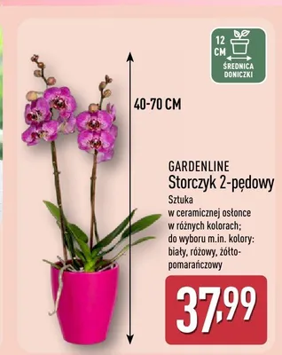 Storczyk 2-pędowy GARDENLINE promocja w Aldi