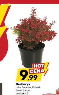 Berberys Green Carpet doniczka 2 l promocja w Bricomarche