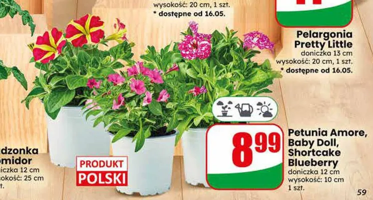 Petunia Shortcake Blueberry doniczka 12cm wysokość: 10cm promocja w Dino