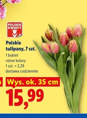 Tulipany Polskie Kwiaty 7-pak wys. ok. 35 cm promocja w Lidl