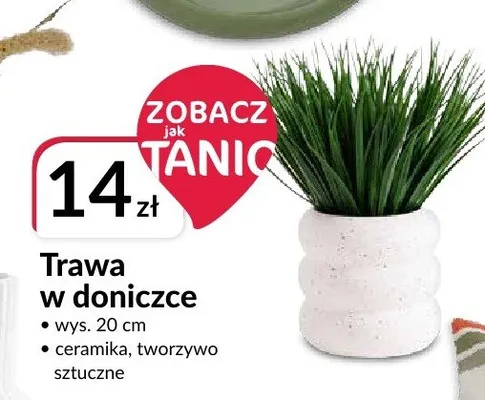 Trawa w doniczce promocja w Salony Agata