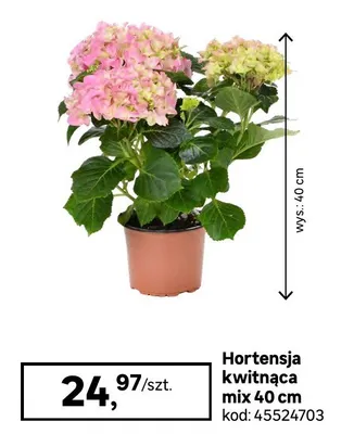 Hortensja kwitnąca mix 40 cm promocja w Leroy Merlin