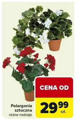 Pelargonia sztuczna różne rodzaje promocja w Carrefour