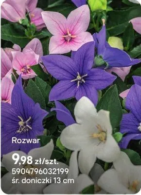 Rozwar promocja w Castorama