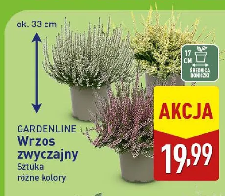Wrzos zwyczajny Gardenline promocja w Aldi